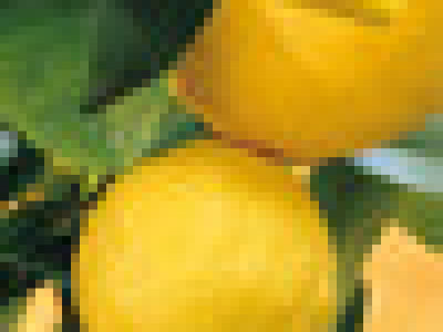   Цитрус лимон (Citris limon)